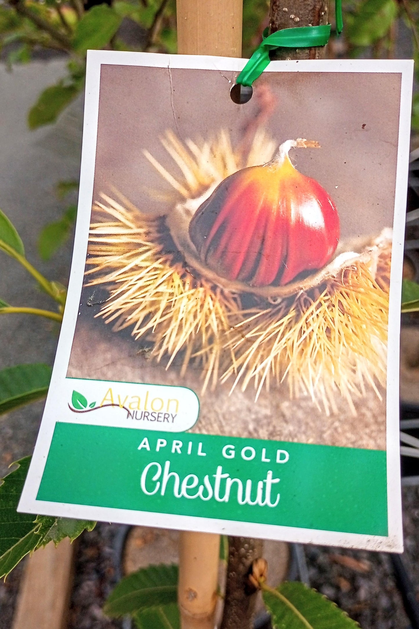 CHESTNUT APRIL GOLD BR