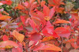 COTINUS COGGYGRIA SMOKEBUSH FLAME BR
