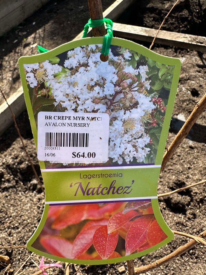 CREPE MYRTLE LAGERSTROEMIA NATCHEZ ADVANCED BR