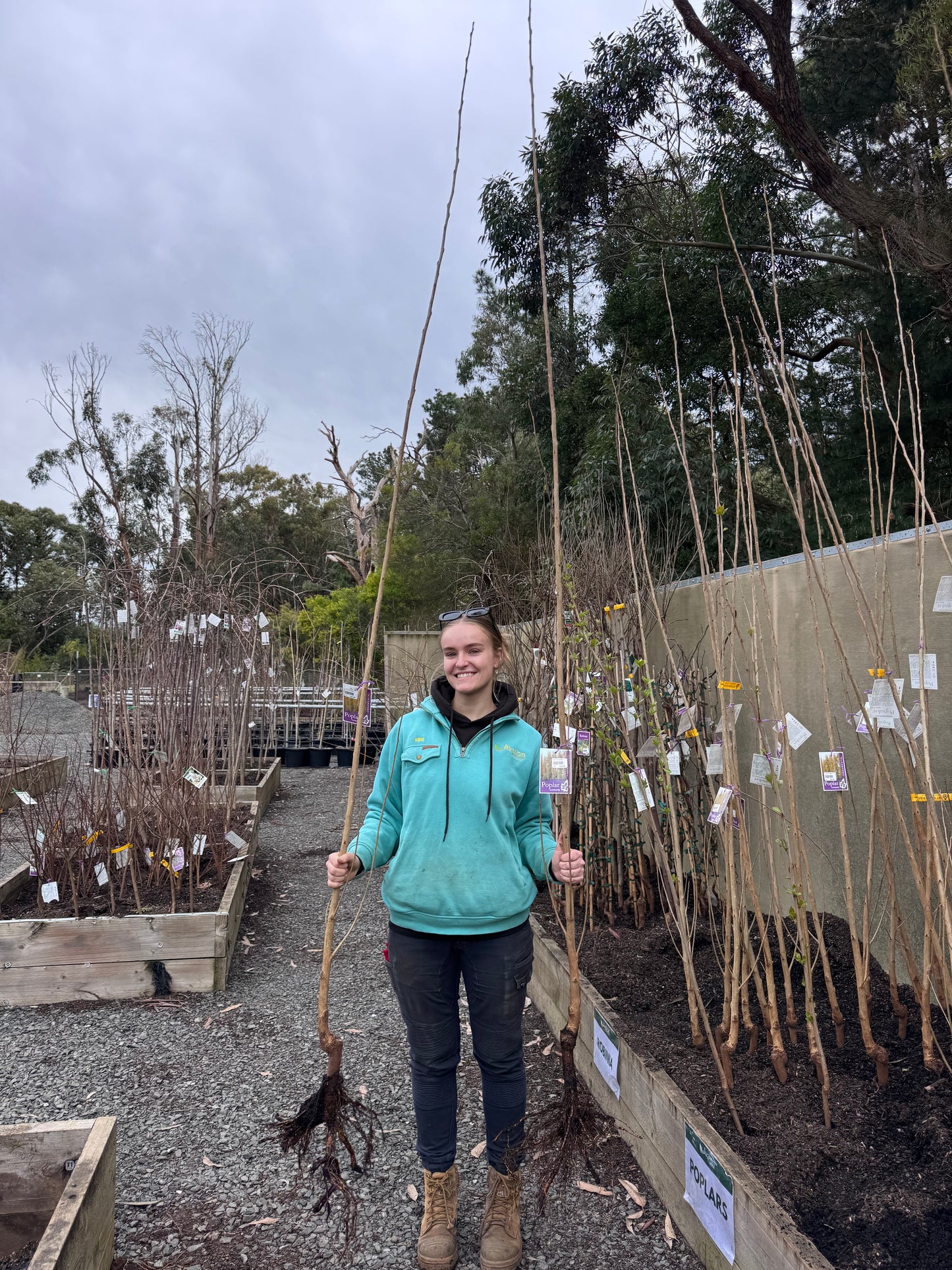 Lombardy Poplar Bare Root Avenue Bundle