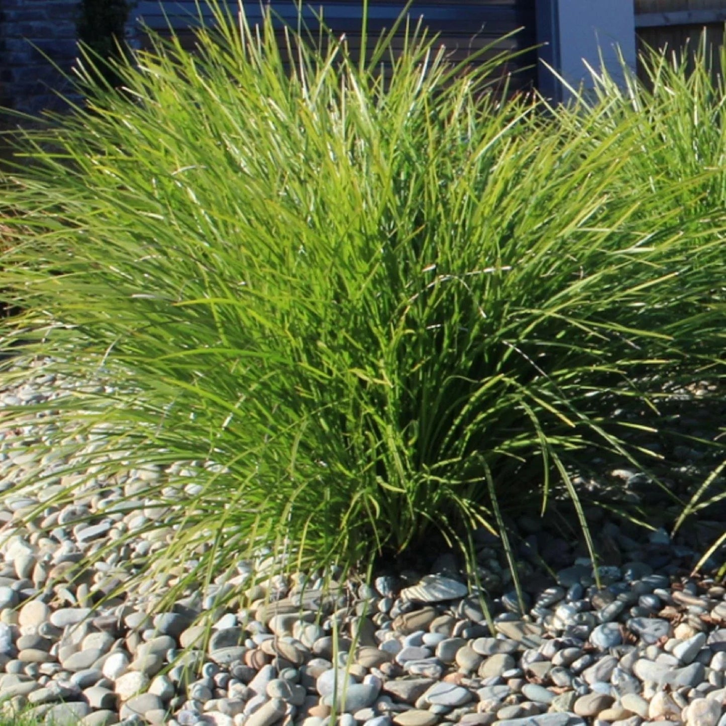 Lomandra Little Pal - 140mm