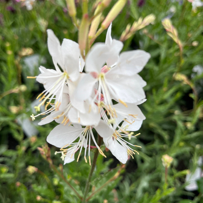 Gaura Geyser White - 140mm