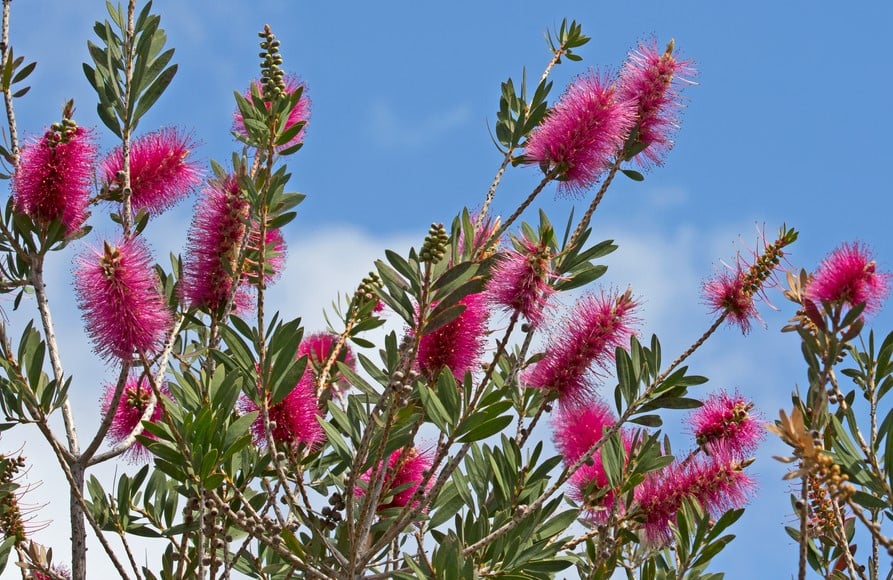 Callistemon Burgundy - 140mm