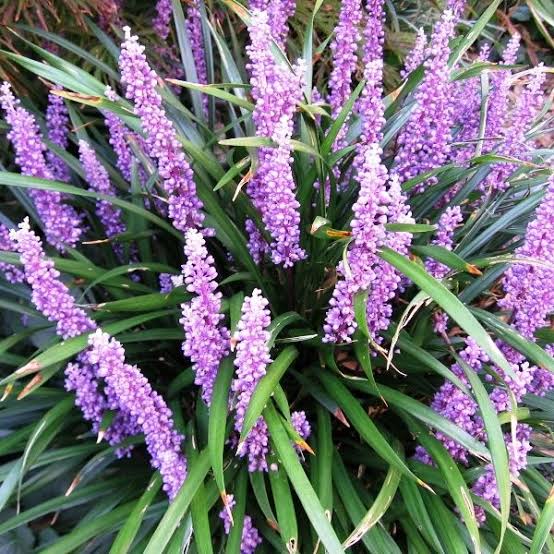 Liriope Muscari Purple - 140mm