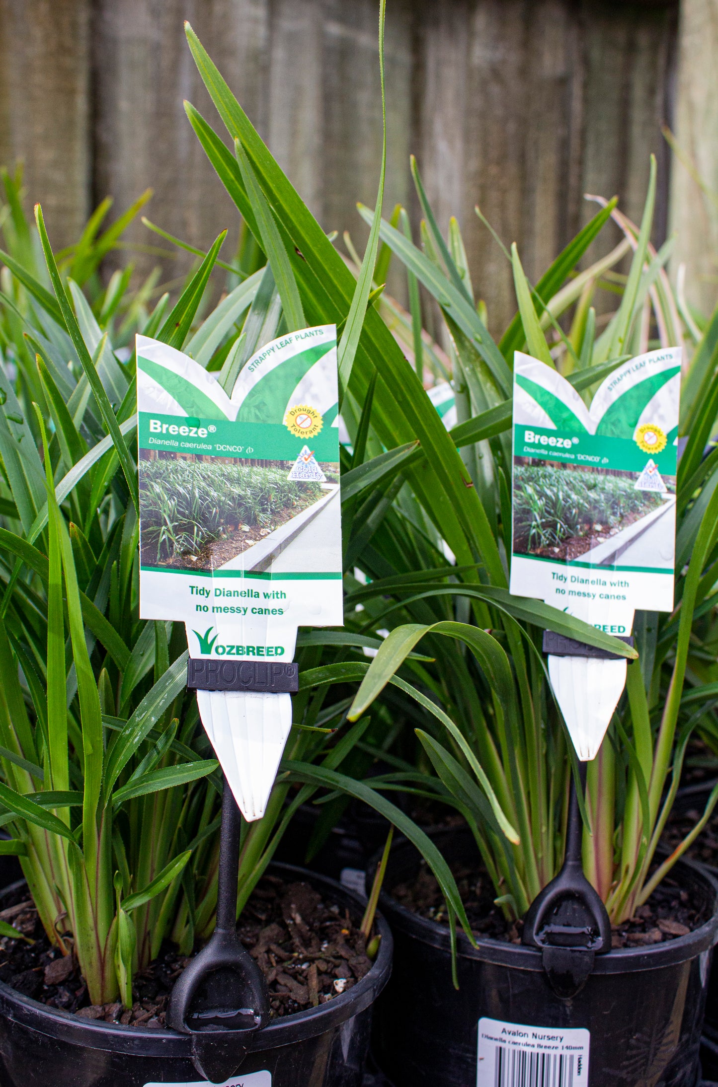 DIANELLA CAERULEA 'DCNC0' BREEZE PBR 140MM