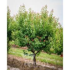 APRICOT EARLY DIVINITY BR