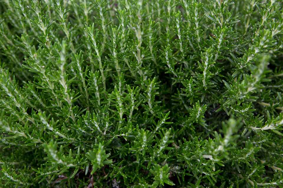 Rosmarinus Officinalis ‘Rosemary Common’ - 140mm
