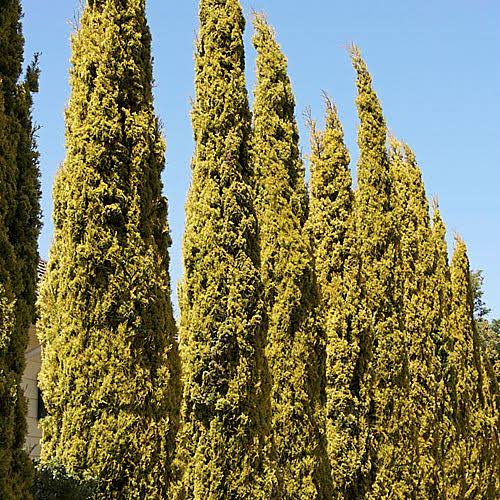 Cupressus Sempervirens ‘Swanes Gold’ - 140mm