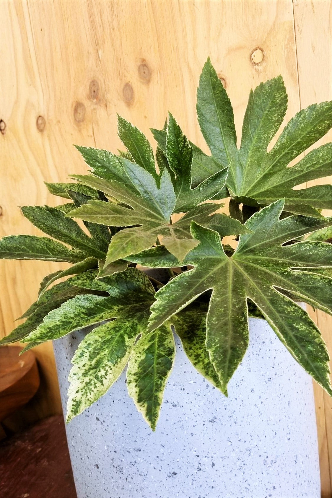 FATSIA JAPONICA SPIDERWEB 200MM