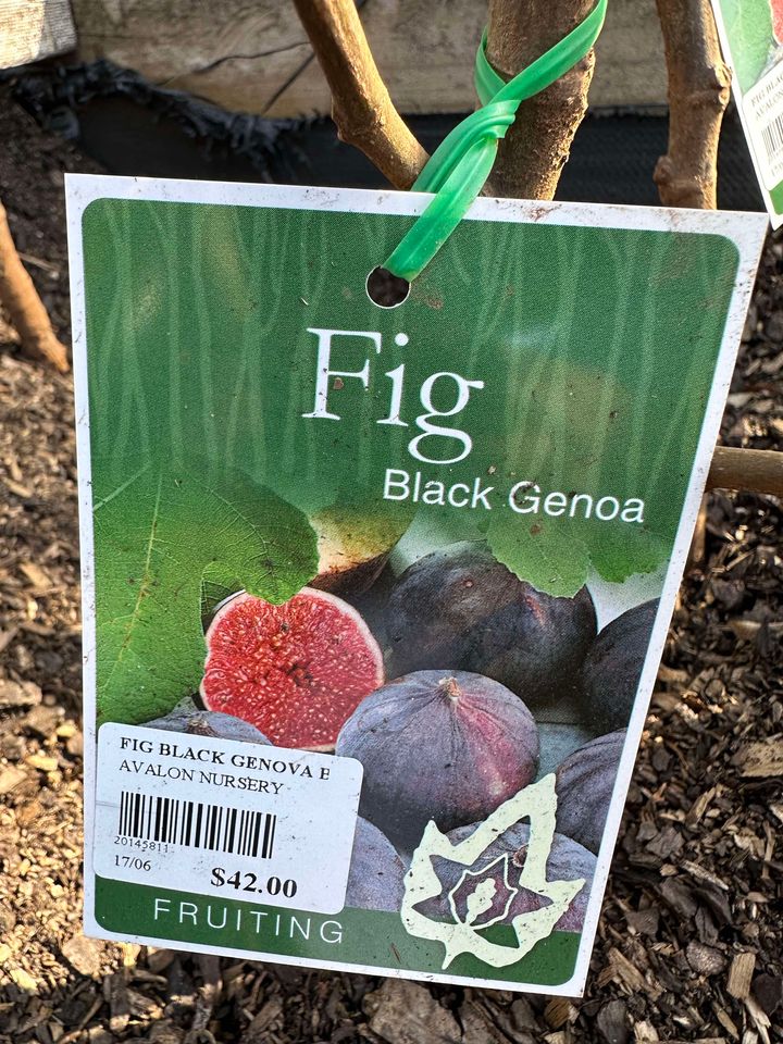 FIG BLACK GENOVA BR