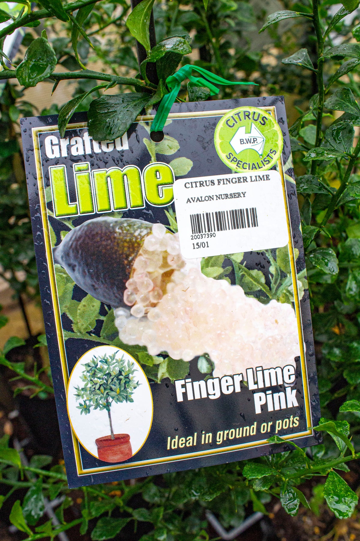 NEW SEASON CITRUS RED CHAMPAGNE FINGER LIME