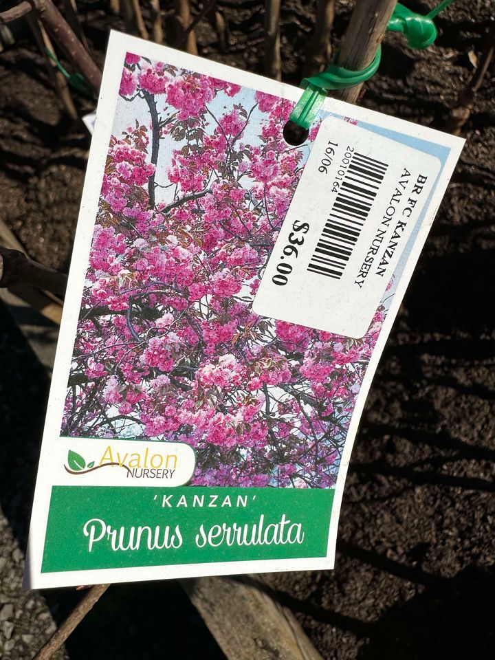 FLOWERING CHERRY PRUNUS SERRULATA KANZAN BR