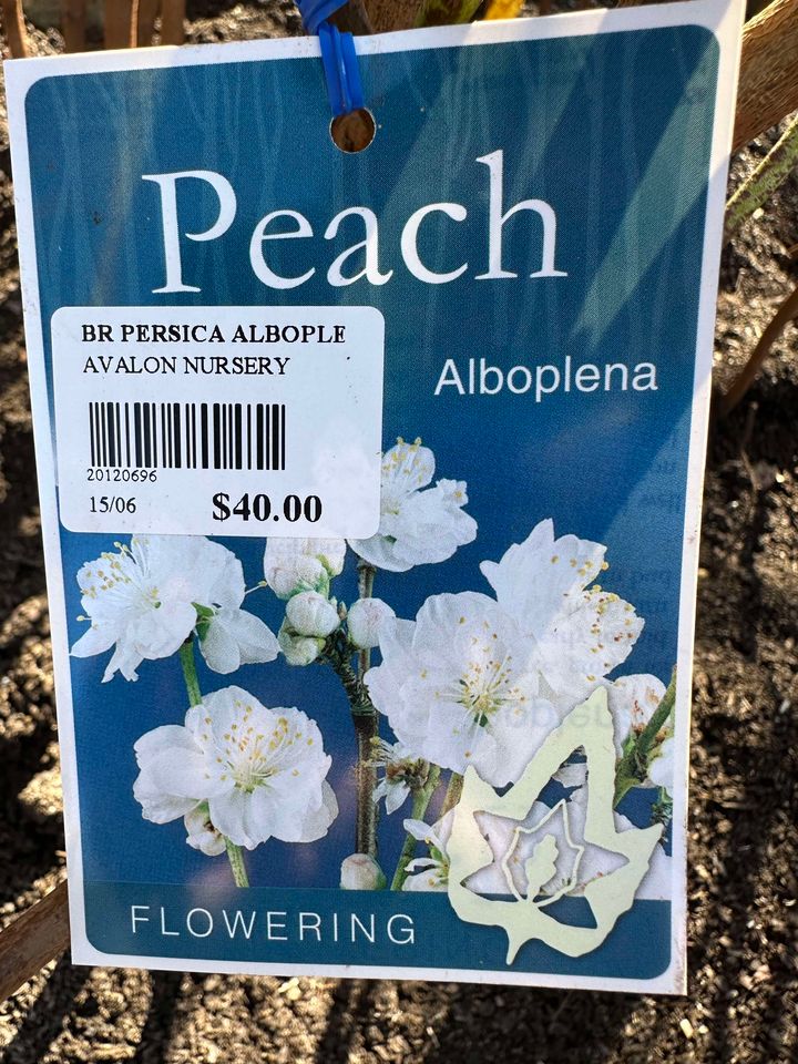 FLOWERING PEACH PRUNUS PERSICA ALBOPLENA ADVANCED BR