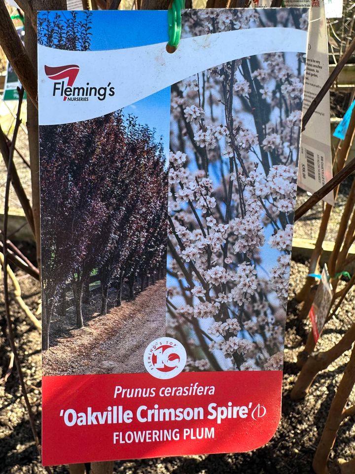 FLOWERING PLUM PRUNUS CERASIFFERA OAKVILLE CRIMSON SPIRE BR