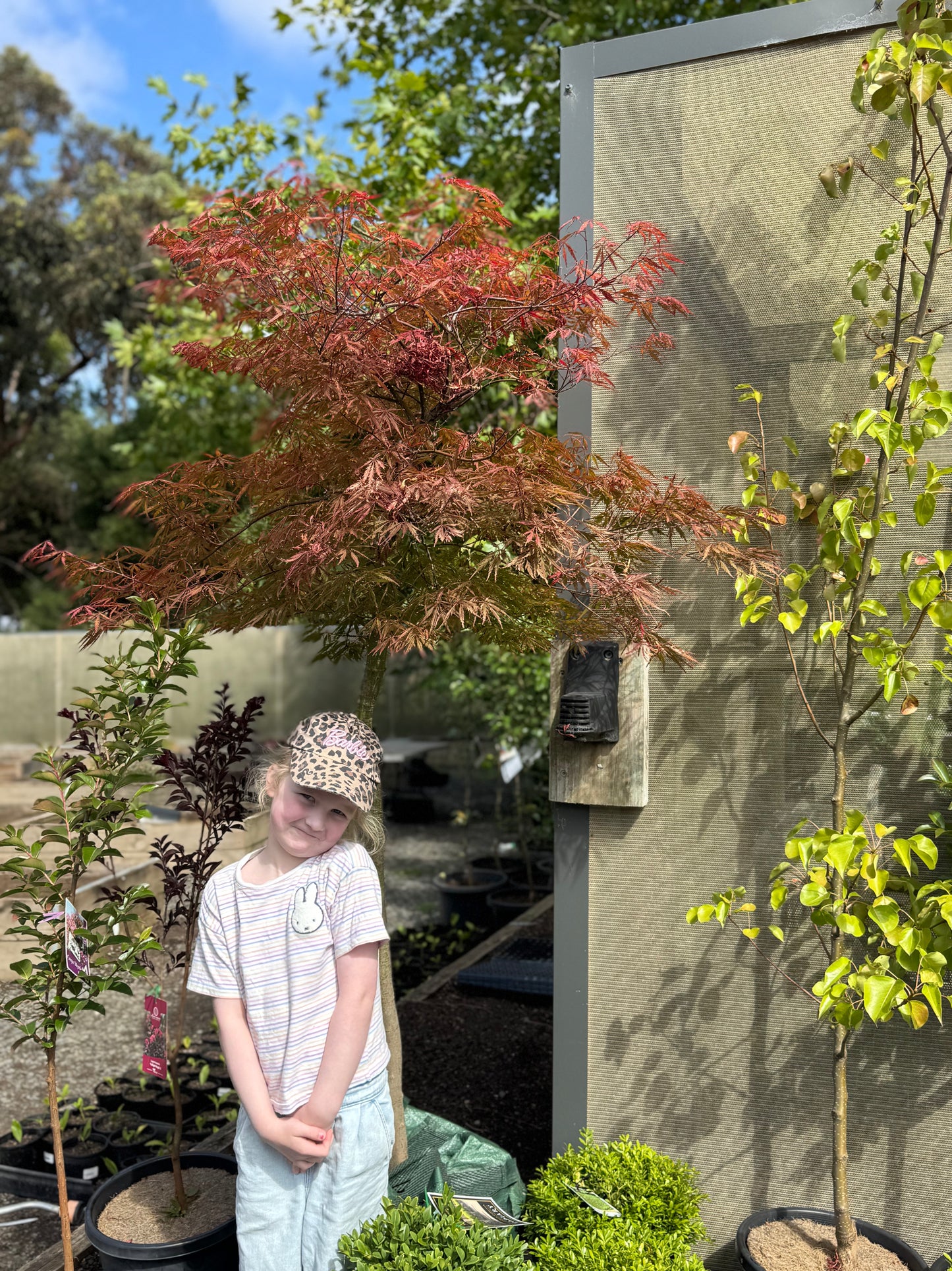 MAPLE ACER PALMATUM SUNSET WEEPER 100L