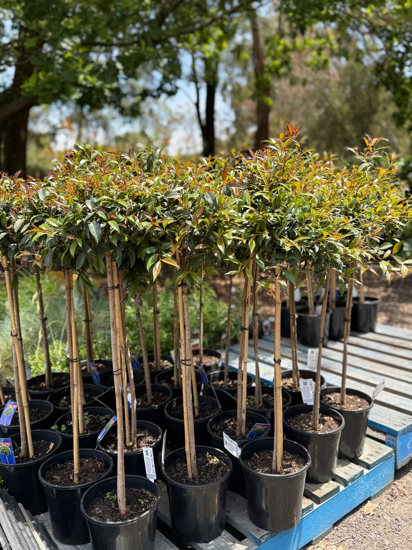 Lilly Pilly Standard 3ft