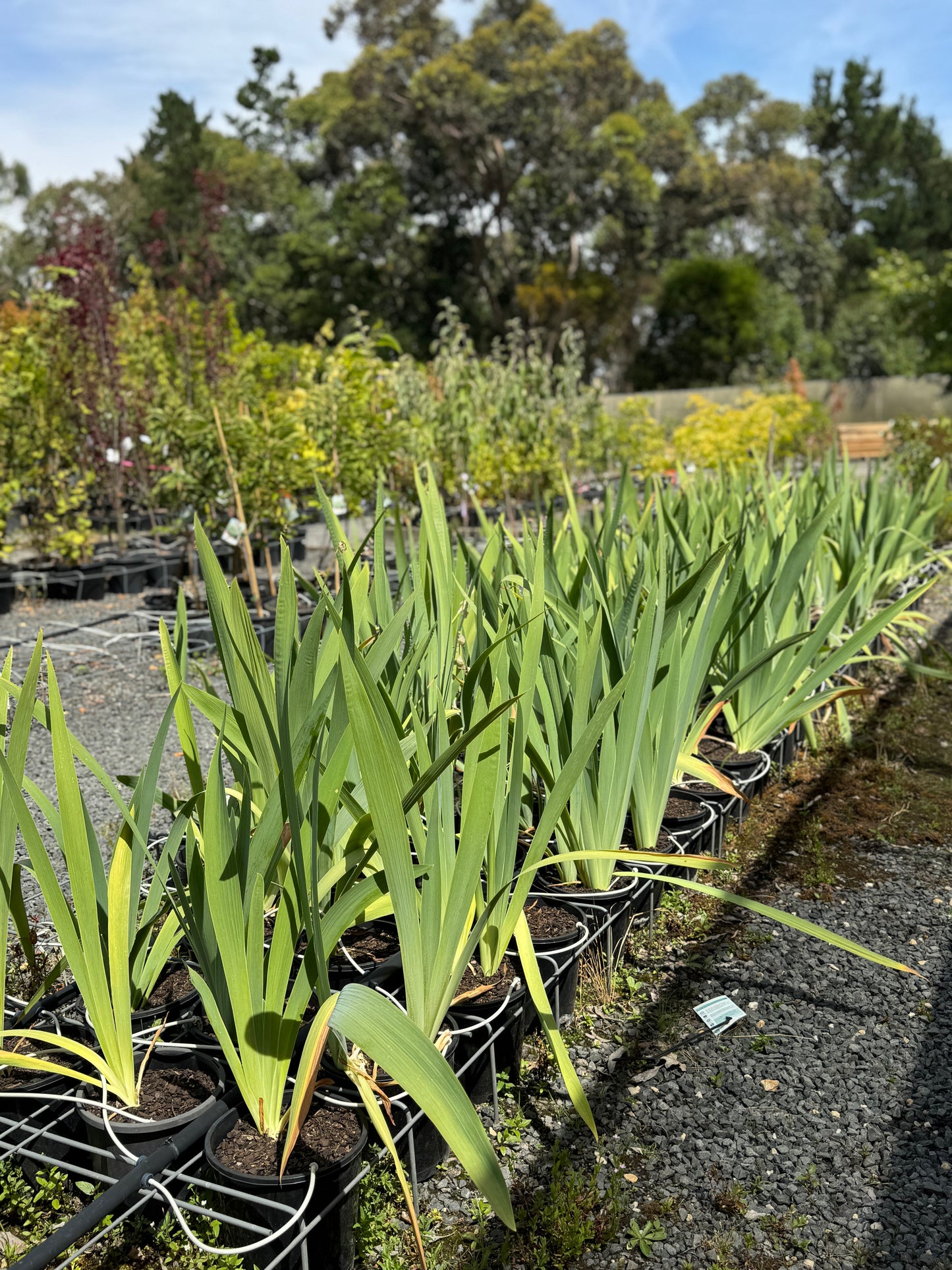 Assorted Iris 200mm