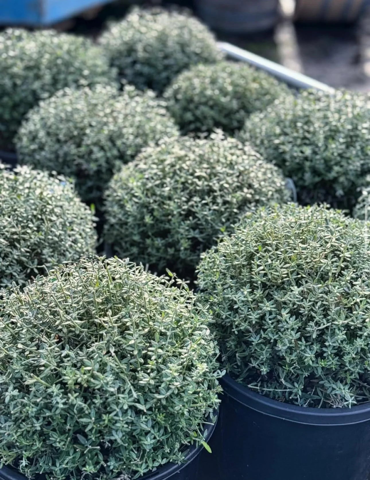 WESTRINGIA TOPIARY BALL 300MM
