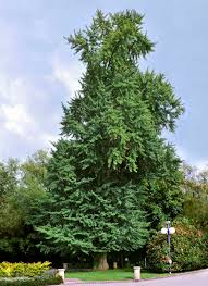 GINKGO BILOBA MAIDENHAIR TREE BR