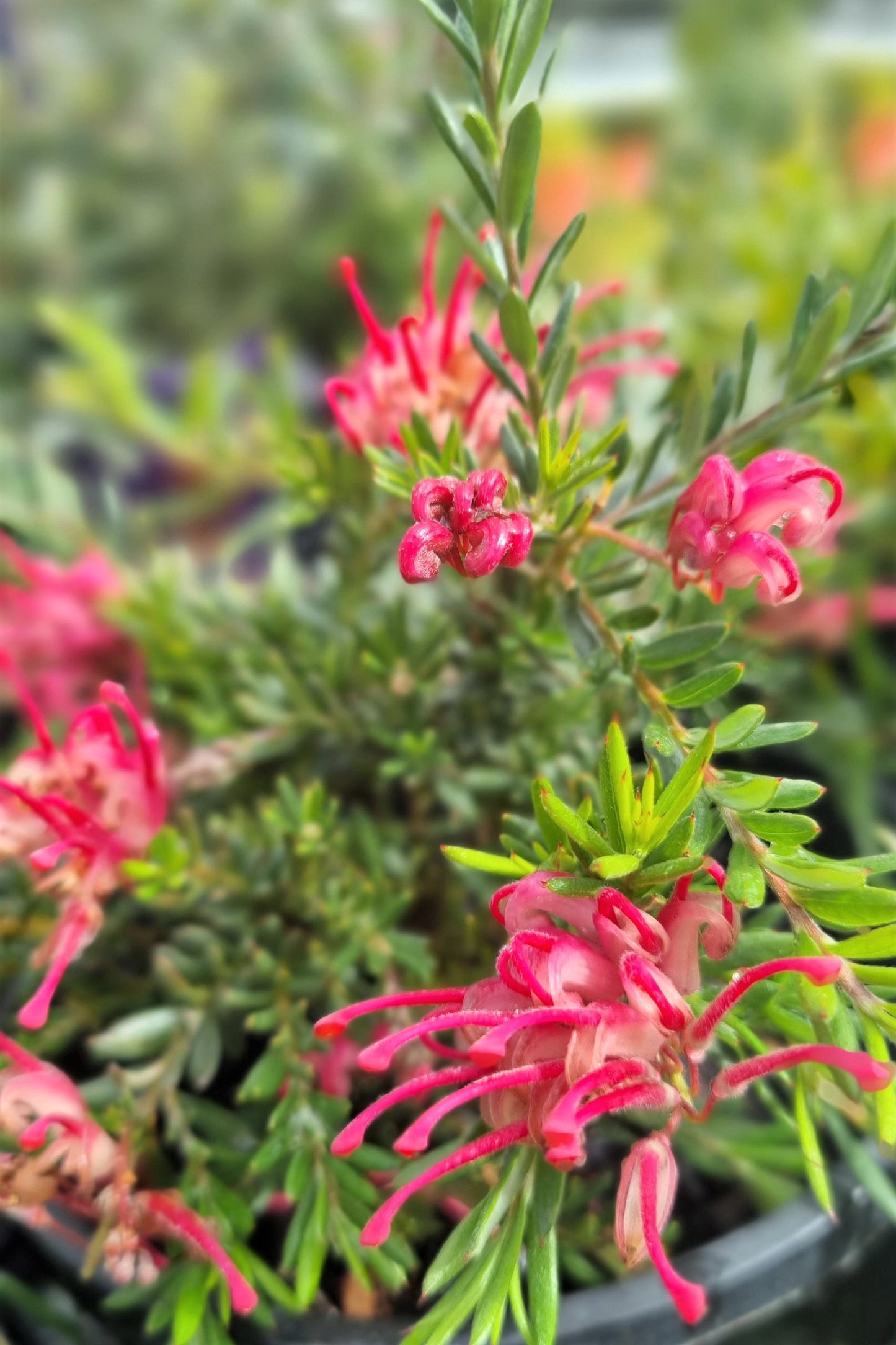 GREVILLEA RASPBERY RIPPLE 140MM