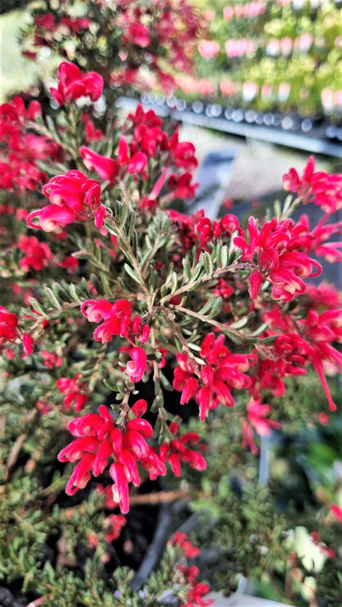 GREVILLEA WINTER DELIGHT 200MM