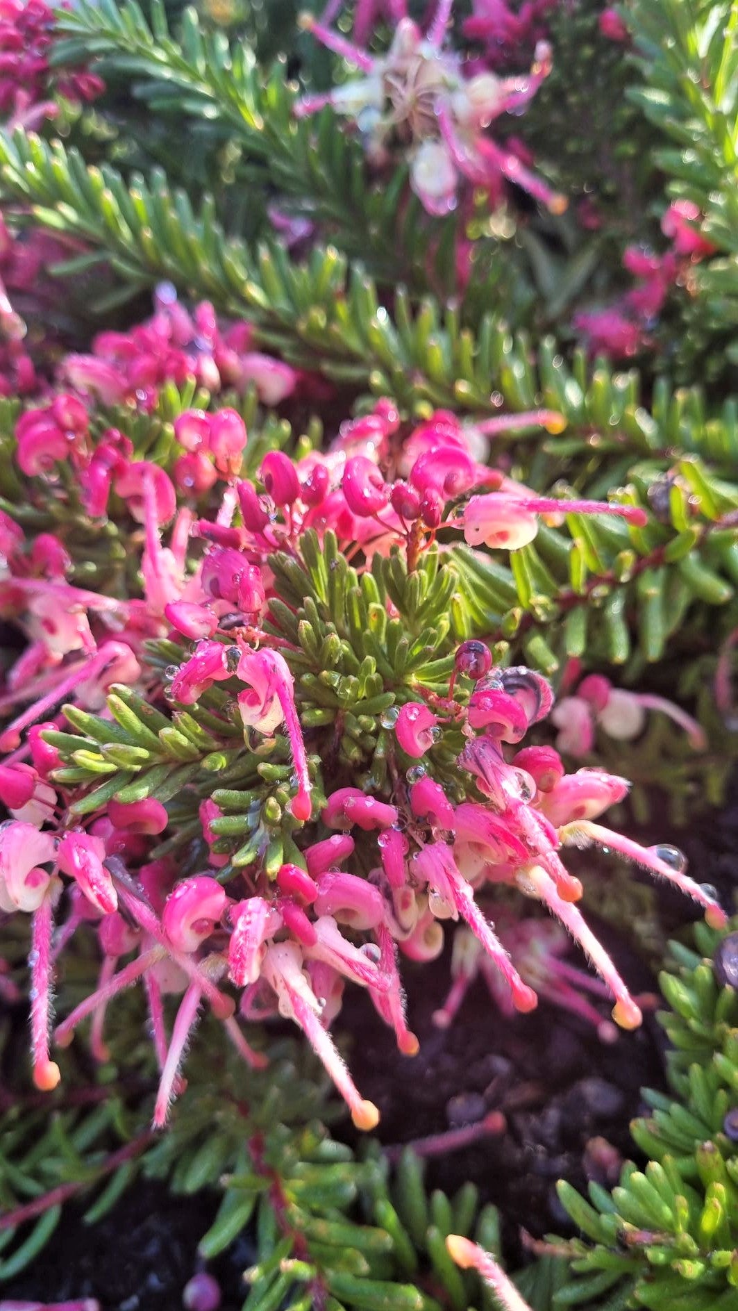 GREVILLEA LANIGERA WOOLLY BEAR HERO 140MM