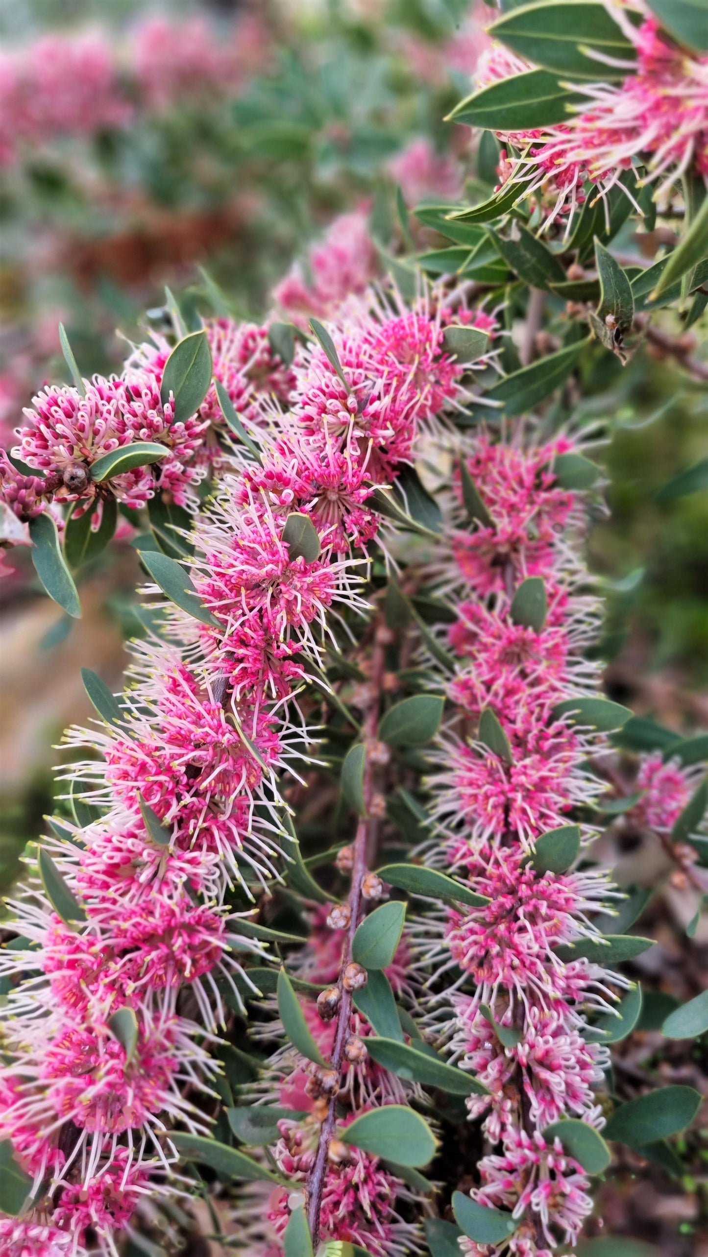 HAKEA HYBRID BURRENDONG BEAUTY 140MM