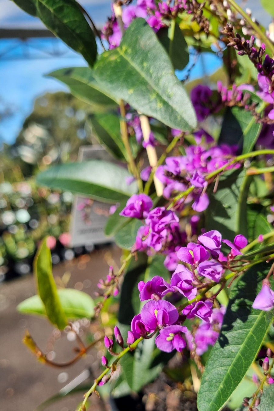 HARDENBERGIA HAPPY WANDERER 140MM