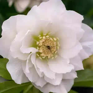 HELLEBORE DOUBLE WHITE 140MM