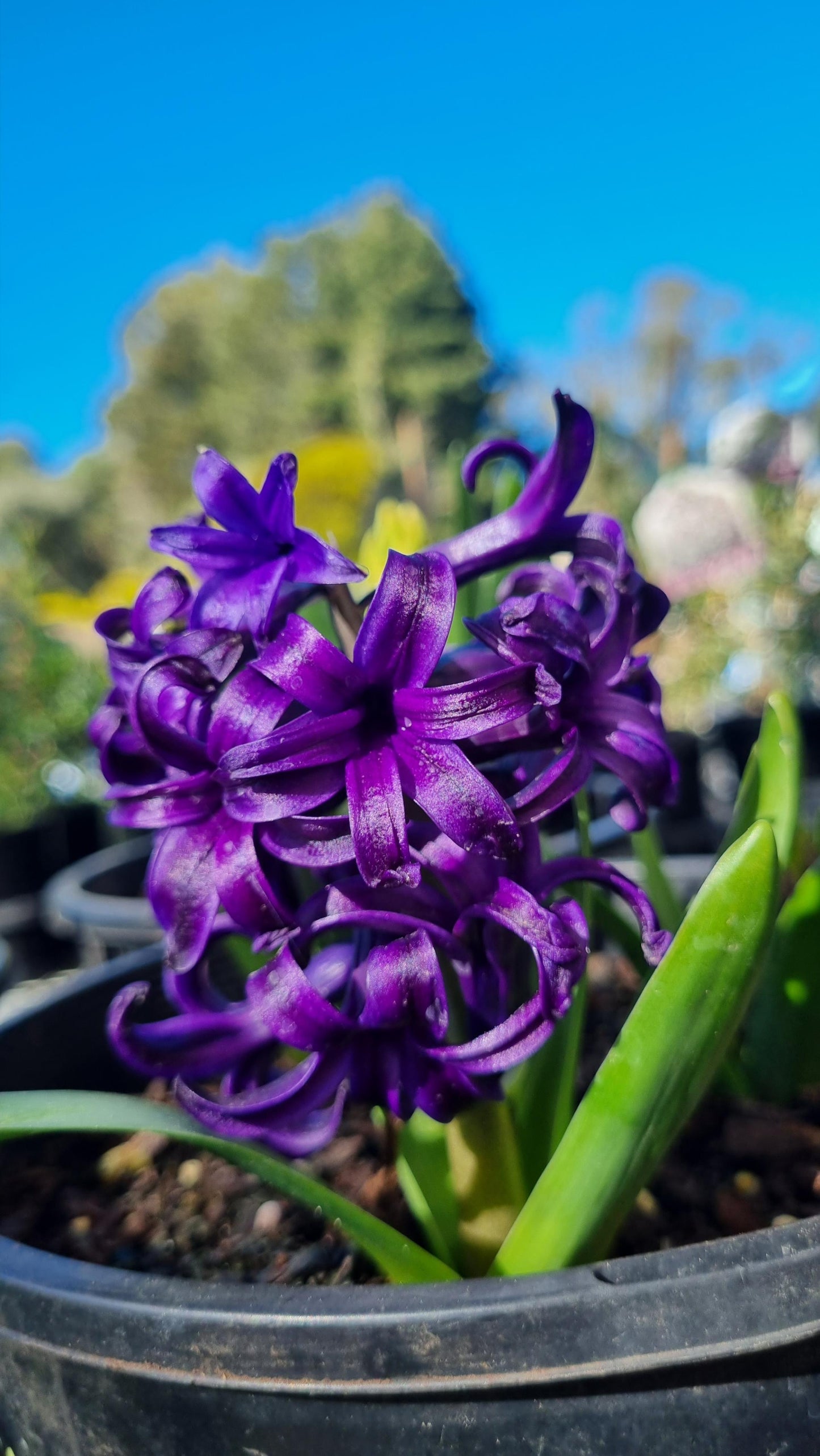 HYACINTH BLUE PEARL POTTED