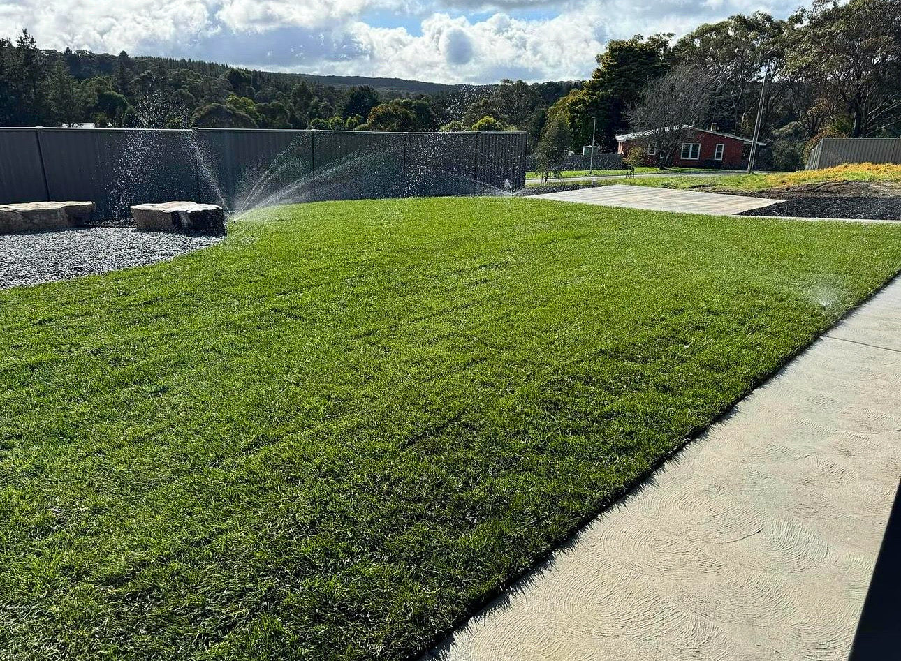 Tall Fescue 1sqm
