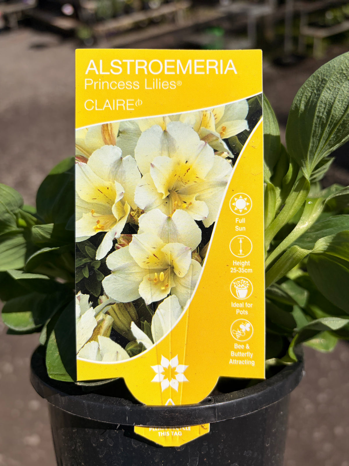ALSTROEMERIA CLAIRE 130MM