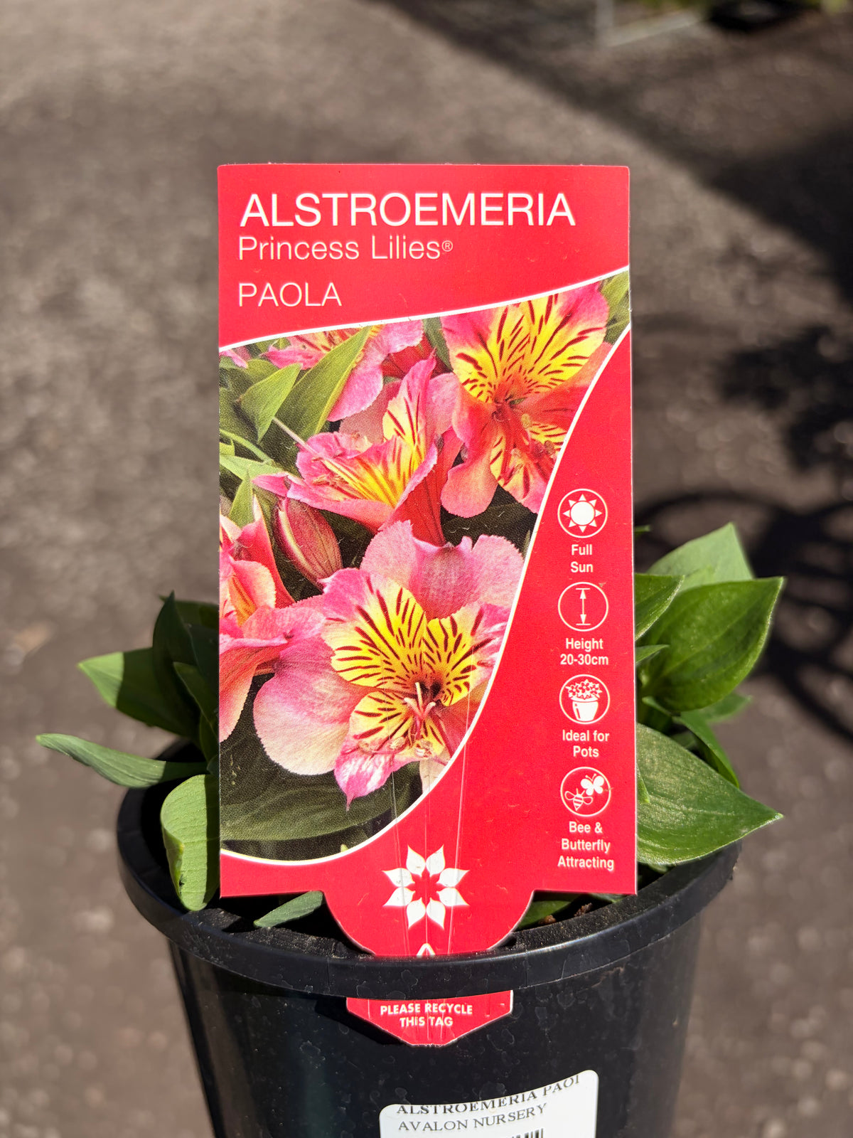 ALSTROEMERIA PAOLA 130MM
