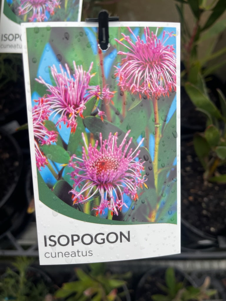 ISOPOGON CUNEATUS PINK BOUQUET PBR 140MM