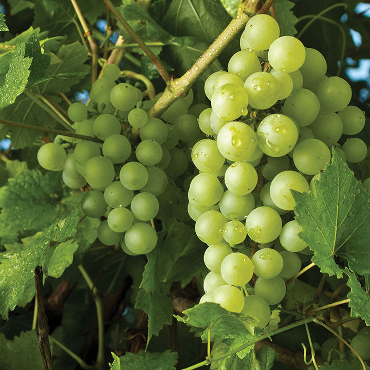BR GRAPE HIMROD SEEDLESS