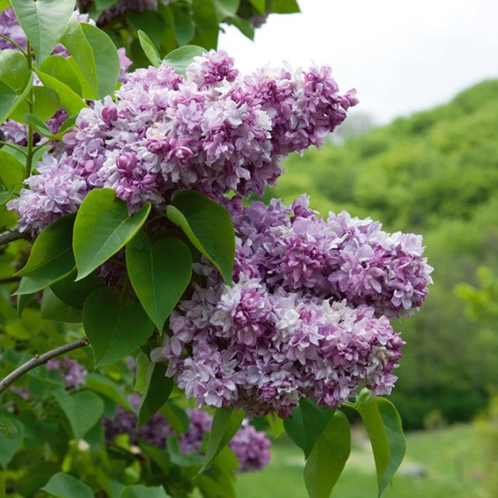 LILAC SYRINGA KATHERINE HAVERMEYER BR