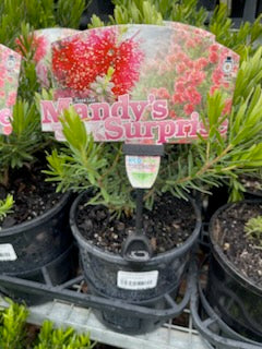 KUNZEA BAXTERI NANA MANDYS SURPRISE 140MM