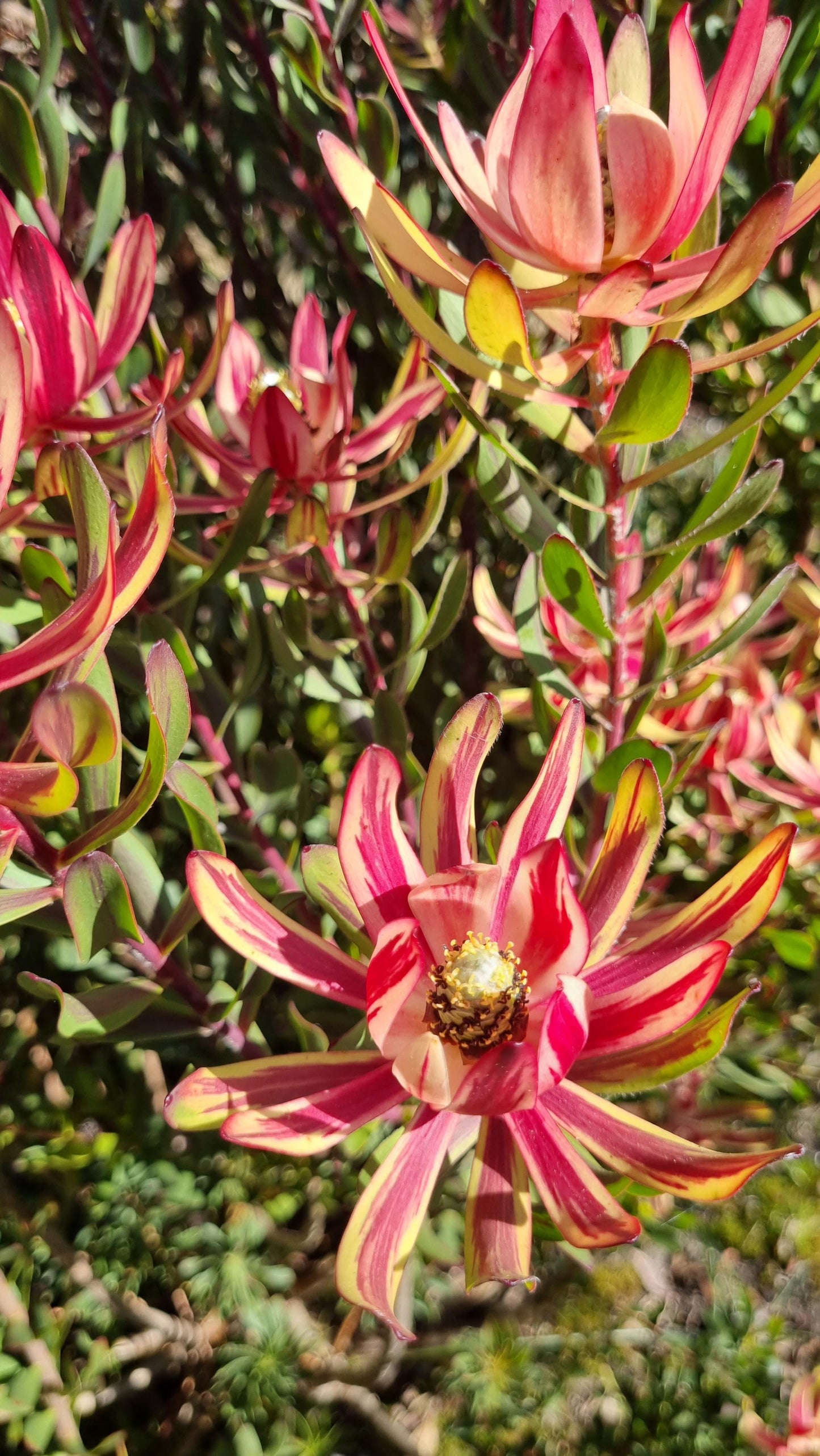 LEUCADENDRON JESTER 140MM