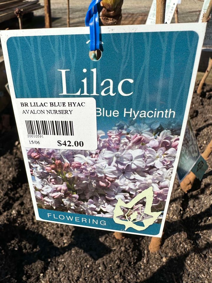 LILAC SYRINGA BLUE HYACINTH BR