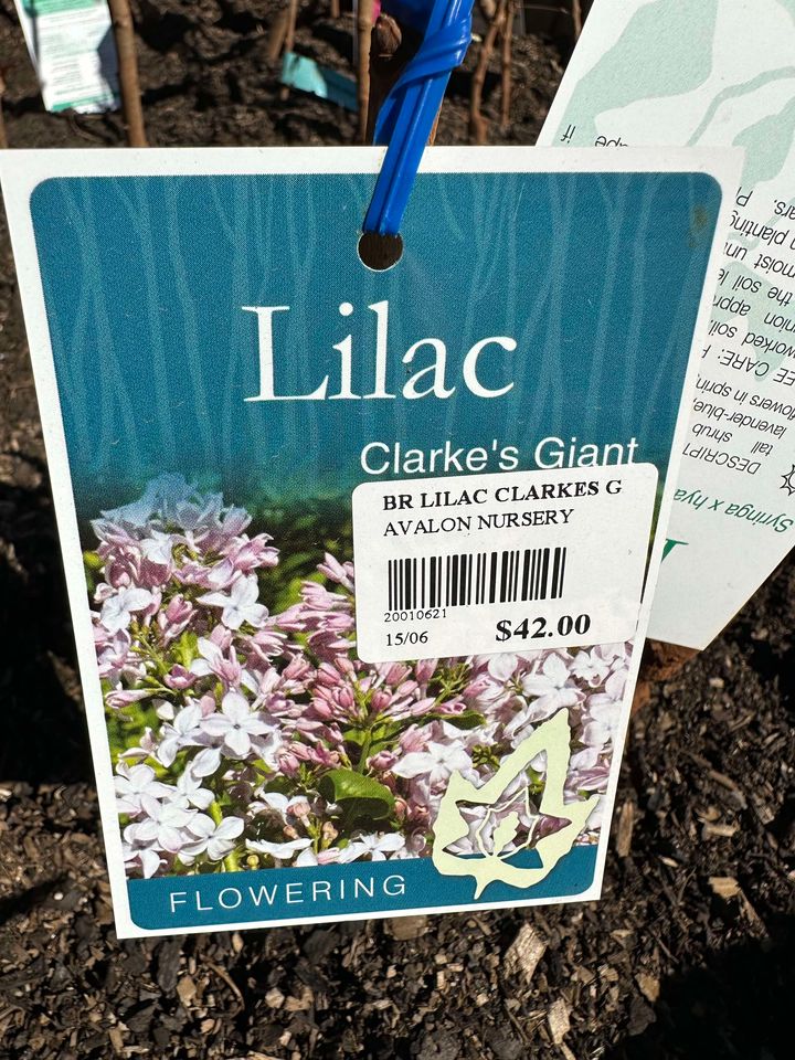 LILAC SYRINGA CLARKES GIANT BR