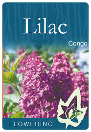 LILAC SYRINGA CONGO BR