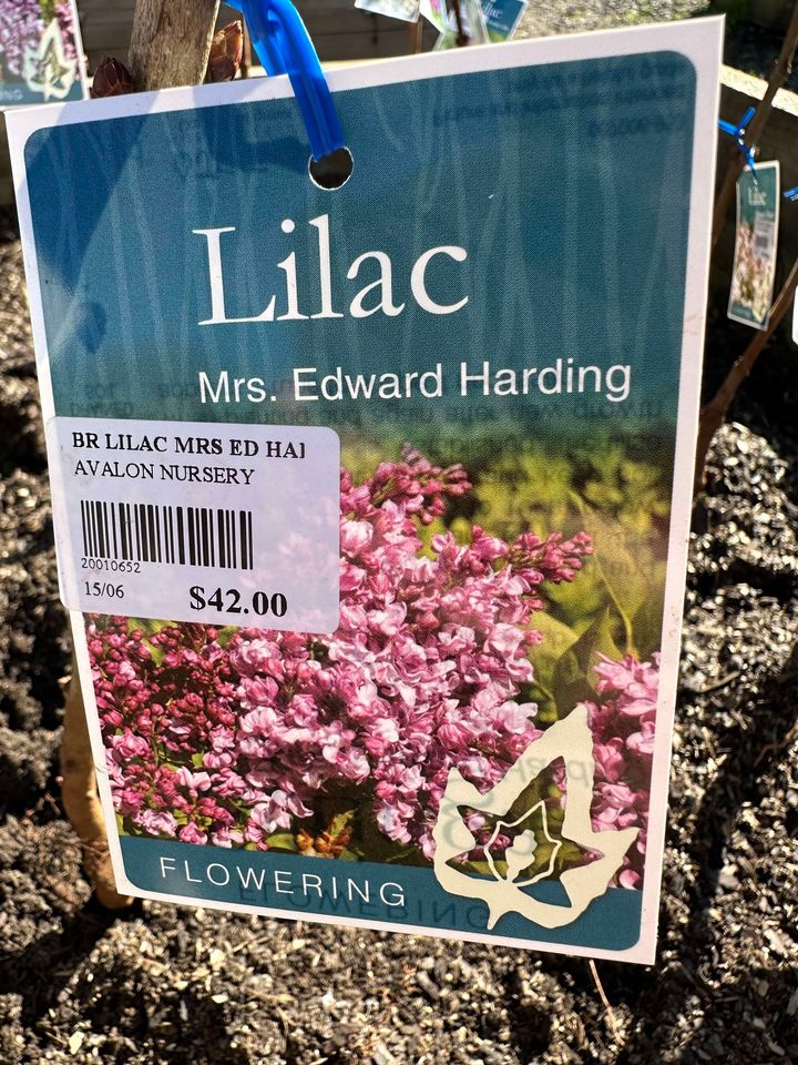 LILAC SYRINGA MRS EDWARD HARDING BR