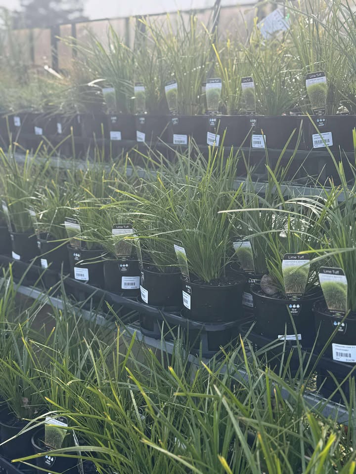 Lomandra 'Lime Tuff' - 140mm