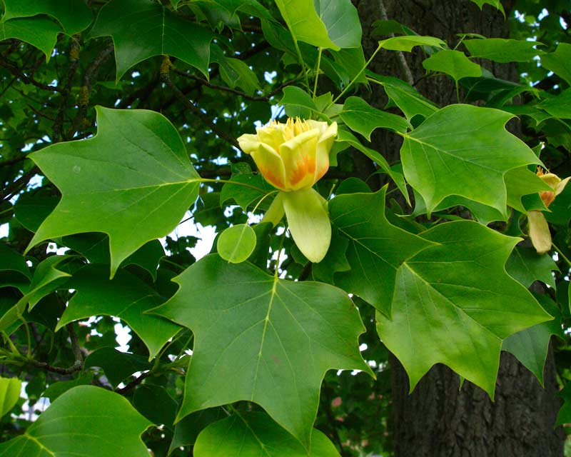 LIRIODENDRON TULIPFERA TULIP TREE BR