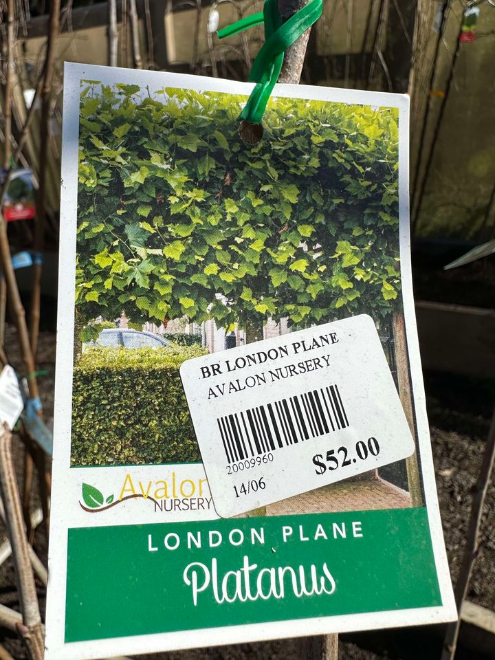 PLATANUS ACERIFOLIA LONDON PLANE TREE BR