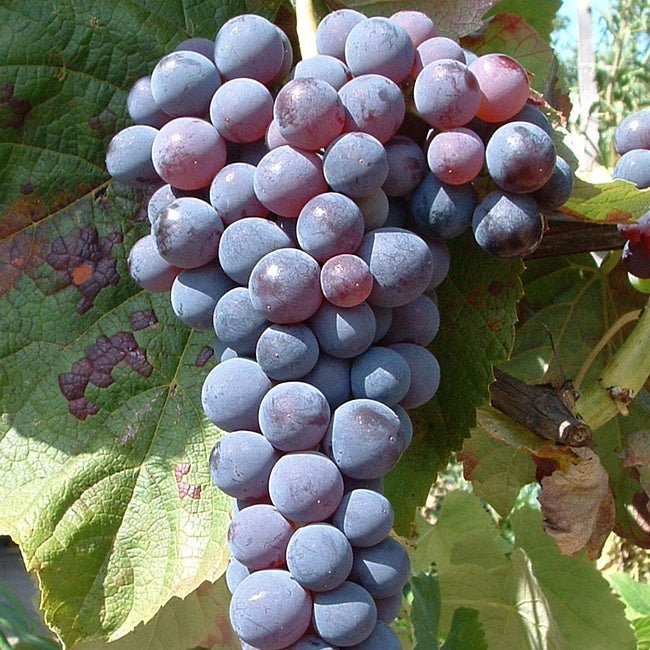 BR GRAPE MARROO SEEDLESS