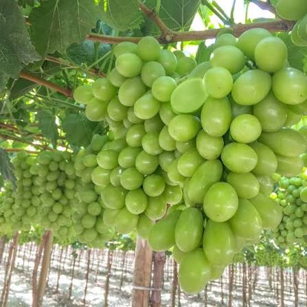 BR GRAPE MERBEIN SEEDLESS