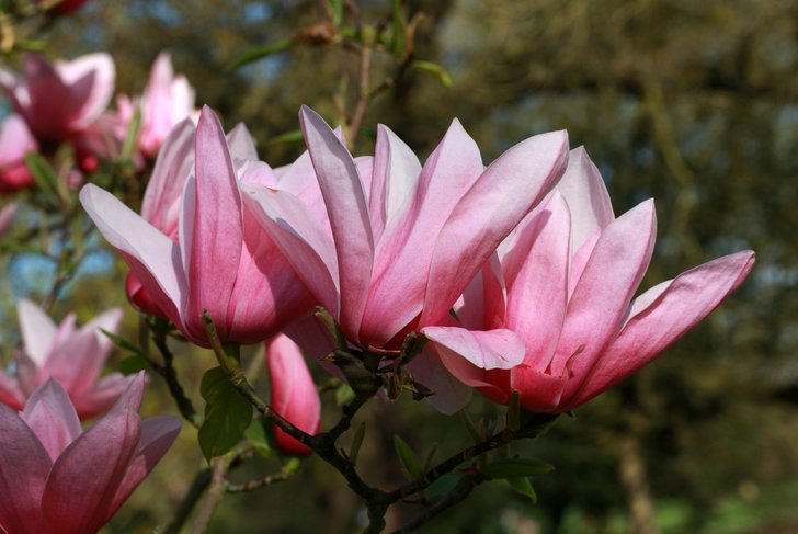 MAGNOLIA STAR WARS BR