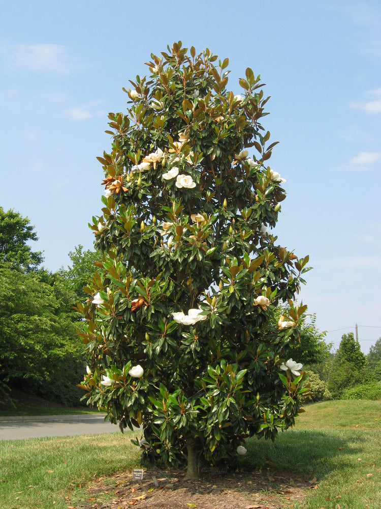 MAGNOLIA GRANDIFLORA ALTA 200MM