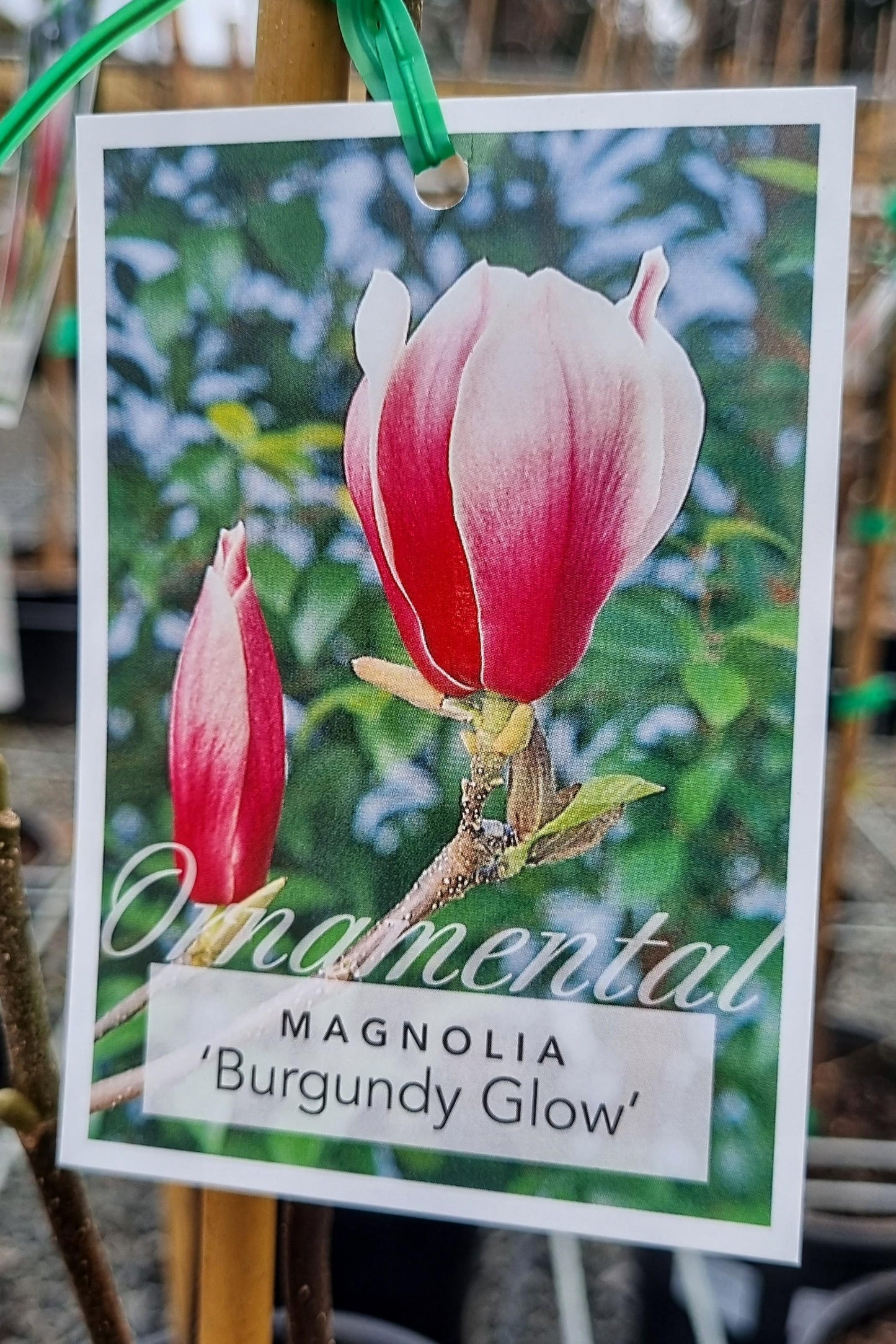 MAGNOLIA SOULANGEANA BURGUNDY GLOW 200MM